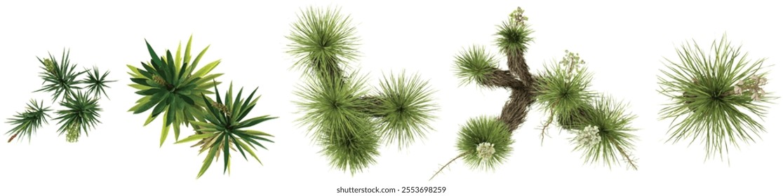 3d illustration of Yucca plants on transparent background from top view