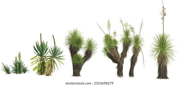 3d illustration of Yucca plants on transparent background