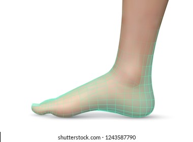 3d illustration,vector foot volume, health and shoe selection