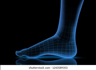 3d illustration,vector foot volume, health and shoe selection