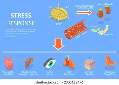 3D Isometric Flat Vector Conceptual Illustration Of Stress Response Process, Fight Or Flight Physiological Reaction