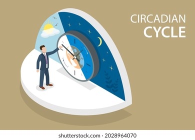 3D Isometric Flat Vector Conceptual Illustration of Circadian Cycle, Human Body Internal Clock