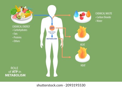 3D Isometric Flat Vector Conceptual Illustration of Role Of ATP In Metabolism, Organic Chemical Providing Energy for Celles