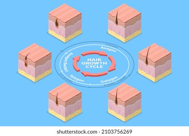 3D Isometric Flat Vector Conceptual Illustration of Hair Growth Cycle, Anatomy Diagram of Human Hair