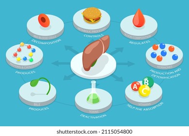 3D Isometric Flat Vector Conceptual Illustration of Liver Functions, Labeled Educational Infographic