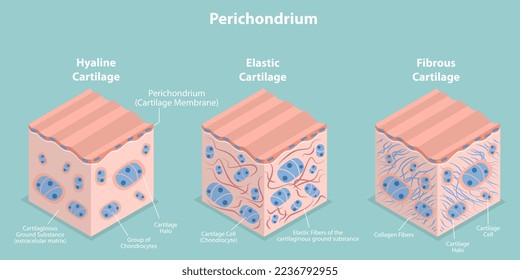 3D Isometric Flat Vector Conceptual Illustration of Perichondrium, Types of Cartilage