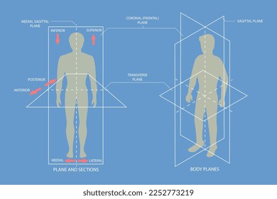 3D Isometric Flat Vector Conceptual Illustration of Human Body Anatomical Planes, Sagittal, Coronal and Transverse Plane