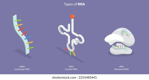 3D Isometric Flat Vector Conceptual Illustration of Types Of RNA, Anatomical and Medical Labeled Scheme