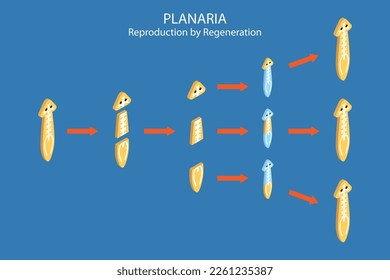 3D Isometric Flat Vector Conceptual Illustration of Planaria Regeneration, Educational Scheme