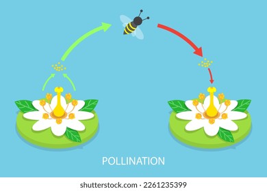 3D Isometric Flat Vector Conceptual Illustration of Pollination Process Diagram, Plant Reproduction