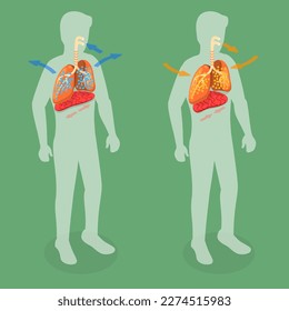 3D Isometric Flat Vector Conceptual Illustration of Respiratory System, Movement of the Diaphragm