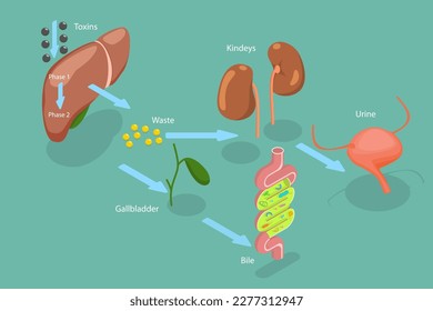 3D Isometric Flat Vector Conceptual Illustration of Liver Detoxification, Educational Labeled Description svg