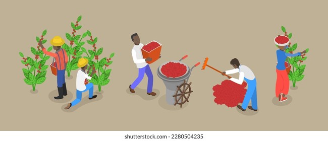 3D Isometric Flat Vector Conceptual Illustration of Coffee Plantation, Picking Harvesting Ripe Berries