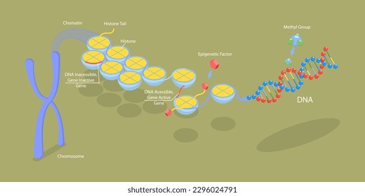 3D Isometric Flat Vector Conceptual Illustration of Epigenetic Mechanisms, Educational Labeled Scheme