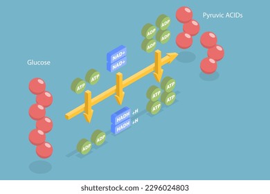 3D Isometric Flat Vector Conceptual Illustration of Glycolysis, Aerobic Respiration Scheme