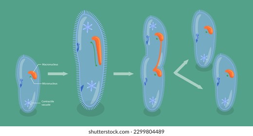 3D Isometric Flat Vector Conceptual Illustration of Asexual Reproduction In Protozoa, Educational Schema