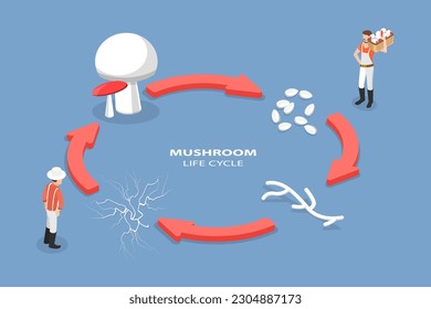 3D Isometric Flat Vector Conceptual Illustration of Mushroom Life Cycle, Reproduction Fungus