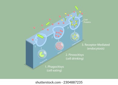 3D Isometric Flat Vector Conceptual Illustration of Endocytosis, Cell Transports Proteins into the Cell