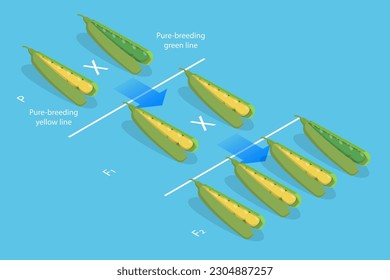 3D Isometric Flat Vector Conceptual Illustration of Mendelian Inheritance, Pea Plants