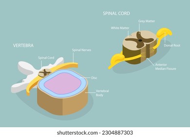3D Isometric Flat Vector Conceptual Illustration of Spinal Cord, Labeled Educational Scheme