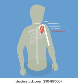 3D Isometric Flat Vector Conceptual Illustration of Teres Major Muscle , Anatomical Scheme