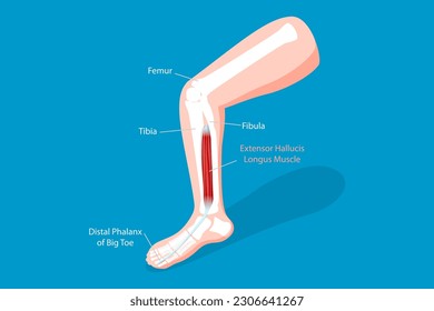 3D Isometric Flat Vector Conceptual Illustration of Extensor Hallucis Longus Muscle, Labeled Educational Anatomical Scheme