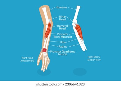 3D Isometric Flat Vector Conceptual Illustration of Pronator Teres Muscle, Educational Diagram