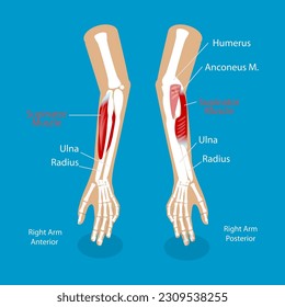 3D Isometric Flat Vector Conceptual Illustration of Supinator Muscle, Labeled Anatomical Scheme