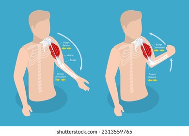 3D Isometric Flat Vector Conceptual Illustration of Anatomical Contracted And Relaxed Arm Muscular, Biceps and Triceps Motion Anatomy