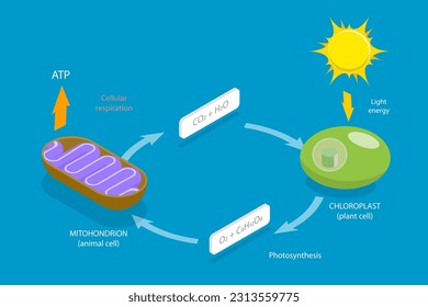 3D Isometric Flat Vector Conceptual Illustration of Cellular Respiration, Metabolic Chemical Energy ATP Cycle