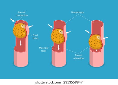 3D Isometric Flat Vector Conceptual Illustration of Peristalsis, Swallow Eating Problem