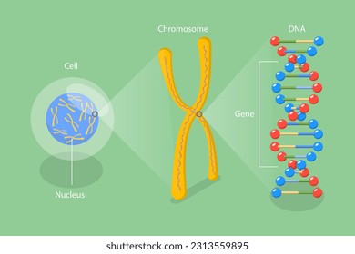 3D Isometric Flat Vector Conceptual Illustration of Molecular Biology, Cell Structure