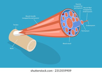 3D Isometric Flat Vector Conceptual Illustration of Skeletal Muscles, Anatomical Structure