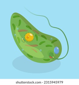 3D Isometric Flat Vector Conceptual Illustration of Anatomy Of A Euglena, Biological Educational Schema