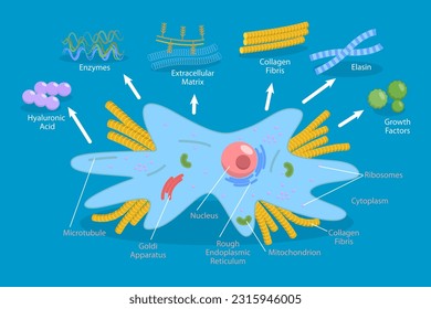 3D Isometric Flat Vector Conceptual Illustration of Fibroplast, Connective Tissue Cell