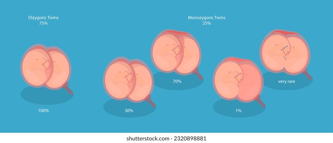 3D Isometric Flat Vector Conceptual Illustration of Embryo In Womb, Anatomy of Abdomen with Twins