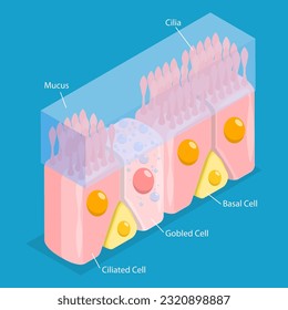 3D Isometric Flat Vector Conceptual Illustration of Nasal Mucosa Cells, Medical Educational Diagram