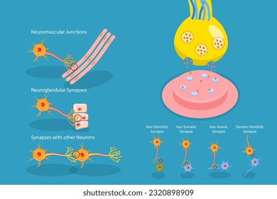 3D Isometric Flat Vector Conceptual Illustration of Synapse, Neuromuscular Junction