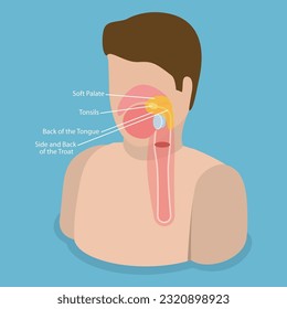 Ilustración conceptual del vector plano isométrico 3D de Oropharynx, esquema educativo