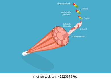 3D Isometric Flat Vector Conceptual Illustration of Collagen Anatomy, Medical Scheme