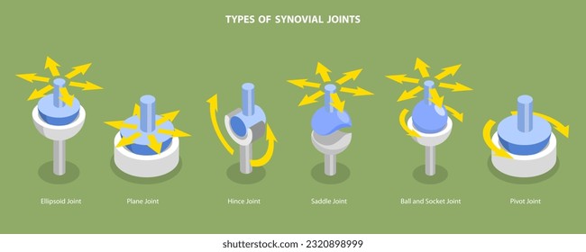 Ilustración conceptual de vectores planos isométricos 3D de tipos de uniones sinoviales, infografía de anatomía etiquetada