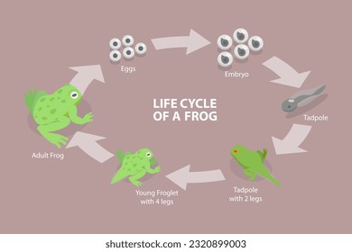 Isométrico Vector Plano 3D Ilustración conceptual del ciclo de vida de una rana, reproducción anfibia