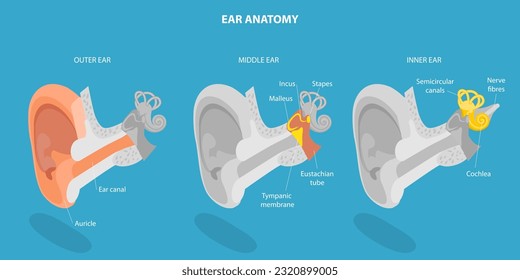 3D Isometric Flat Vector Conceptual Illustration of Human Ear Anatomy, Labeled Medical Scheme