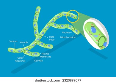 Ilustración conceptual de células de hongos, esquema educativo del vector plano isométrico 3D