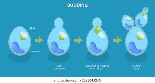 3D Isometric Flat Vector Conceptual Illustration of Budding Process, Brewers Yeast Reproduction