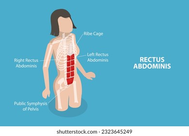 3D Isometric Flat Vector Conceptual Illustration of Rectus Abdominis, Core Muscle Anatomy