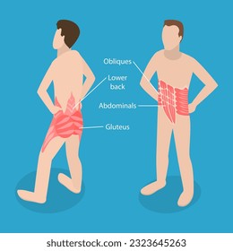 3D Isometric Flat Vector Conceptual Illustration of Core Muscle Anatomy, Labeled Educational Scheme