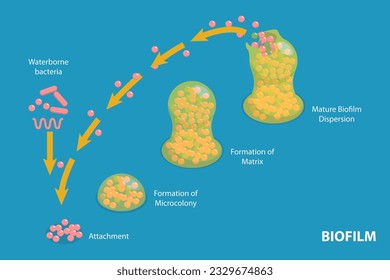 3D Isometric Flat Vector Conceptual Illustration of Biofilm Formation Stages, Life Cycle of Staphylococcus Aureus
