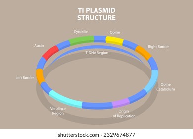 3D Isometric Flat Vector Conceptual Illustration of Ti Plasmid Structure, Educational Diagram