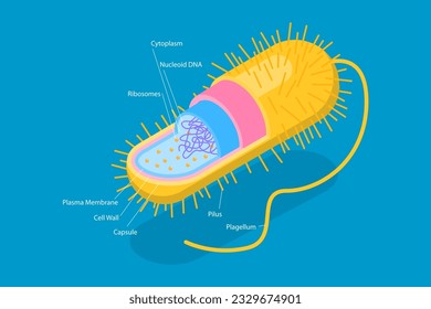 3D Isometric Flat Vector Conceptual Illustration of Archaebacteria, Anatomical Bacteria Structure